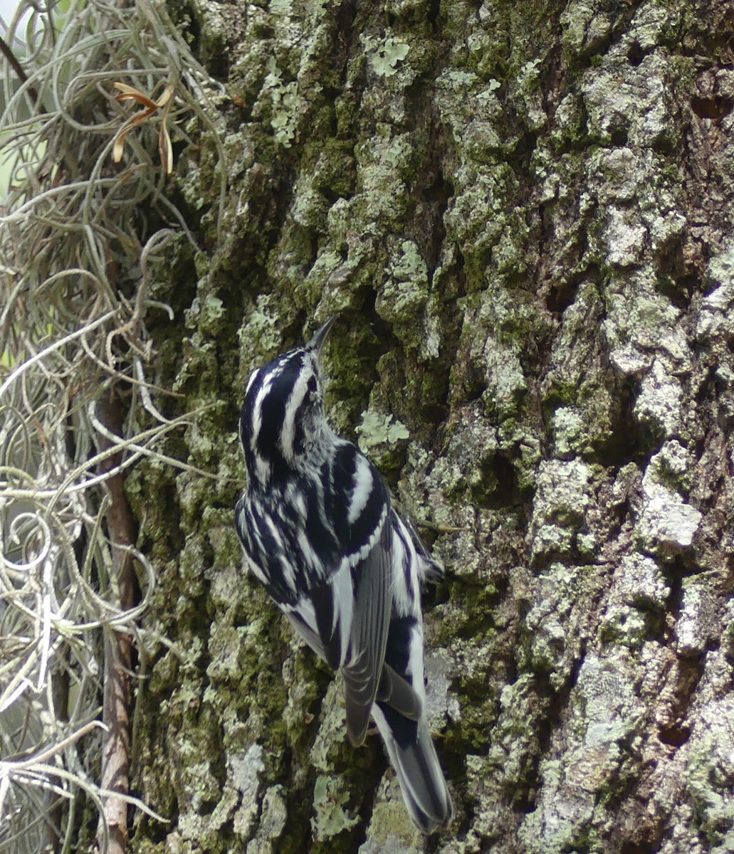 Black-and-white Warbler - ML615619974