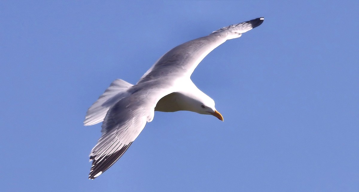 Herring Gull - ML61562001