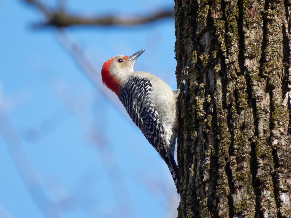 Red-bellied Woodpecker - ML615620099