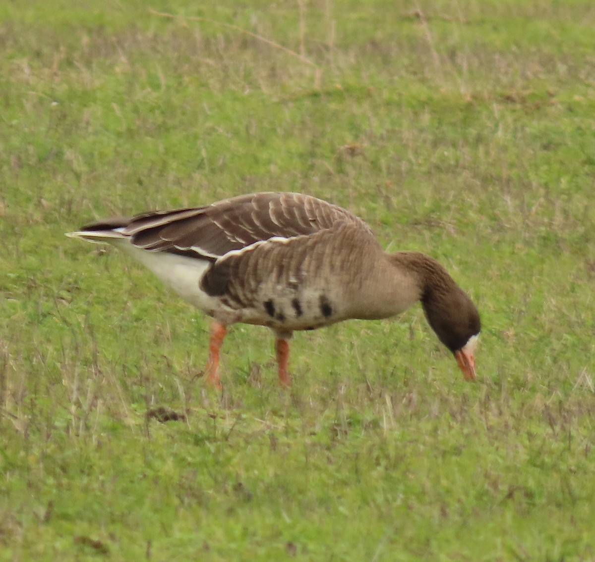 Greater White-fronted Goose - ML615620268