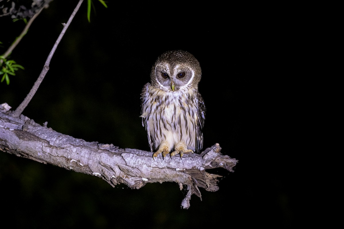 Mottled Owl - ML615620269