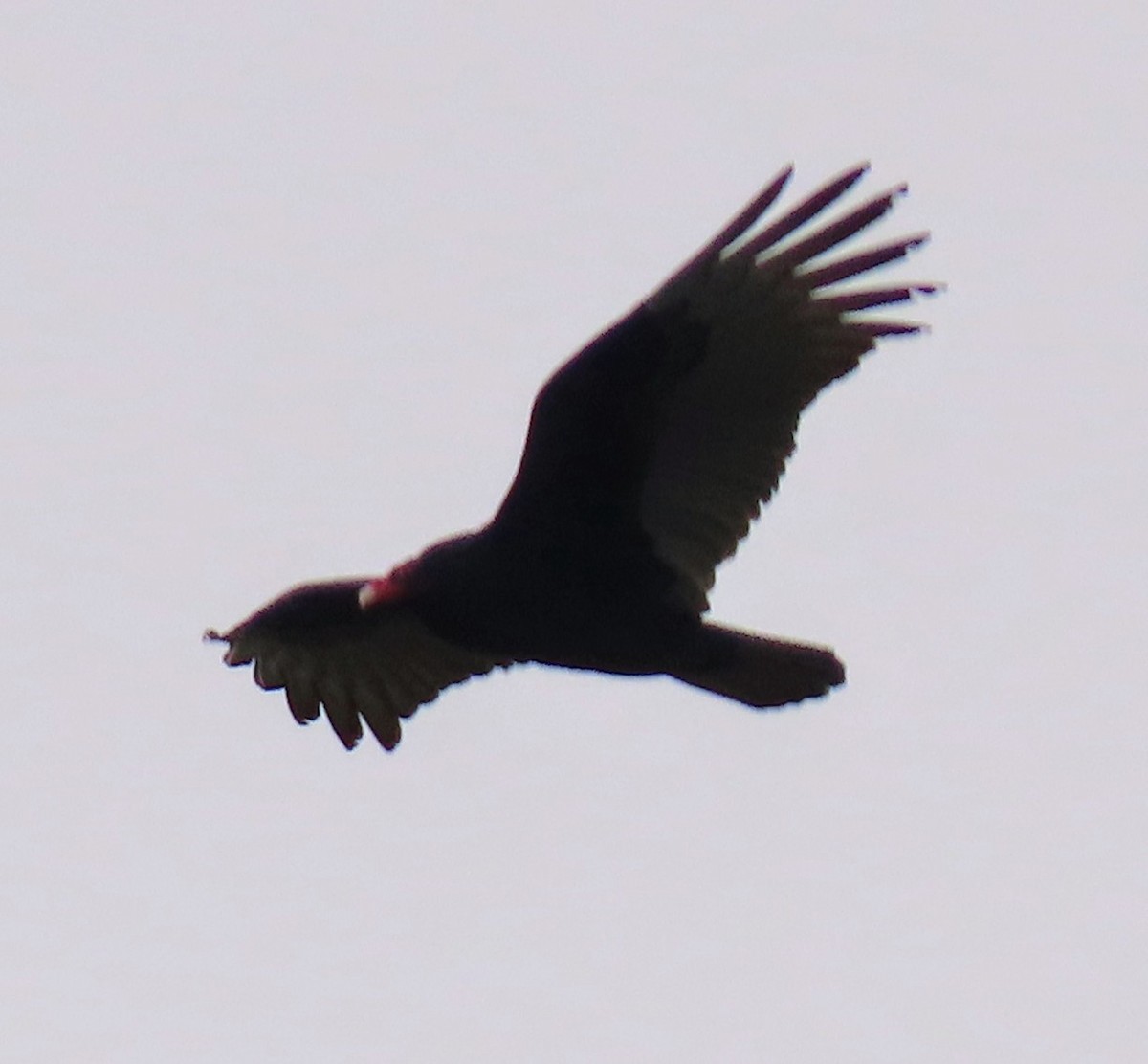 Turkey Vulture - ML615620316