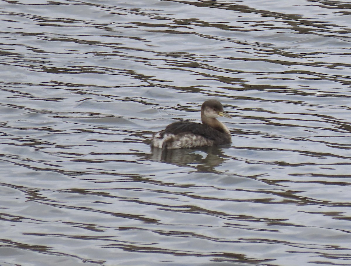 Red-necked Grebe - ML615620701