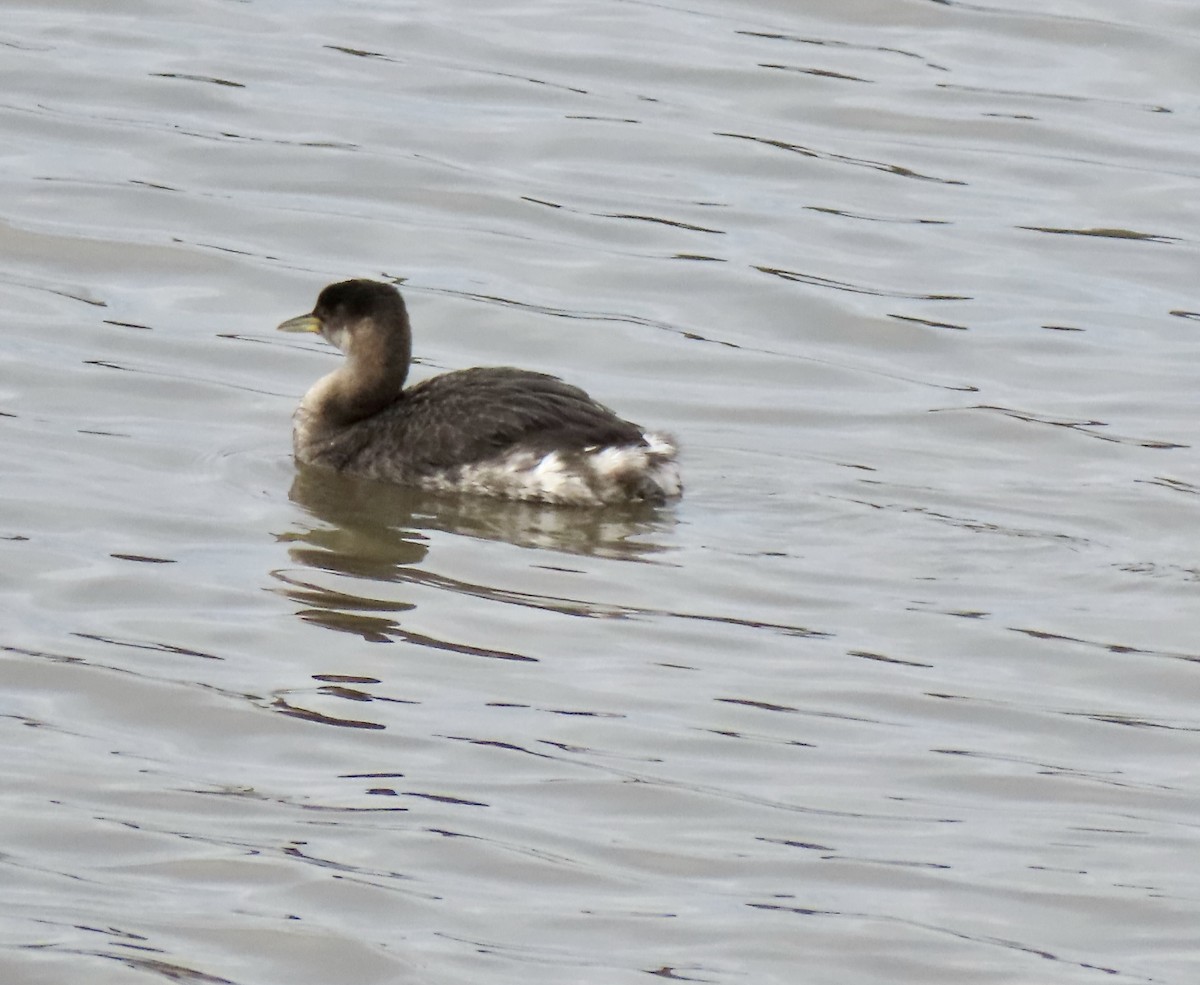 Red-necked Grebe - ML615620708