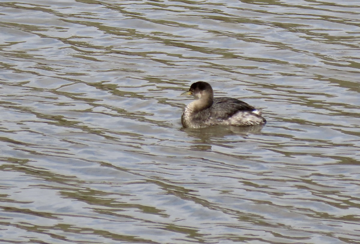 Red-necked Grebe - ML615620754