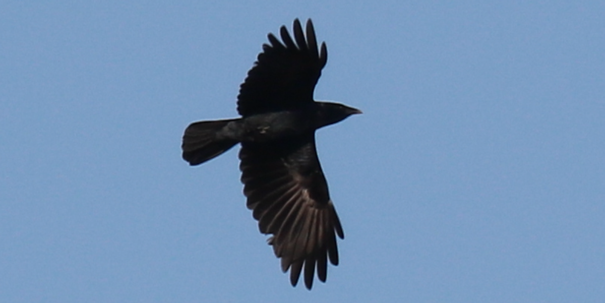 Fish Crow - ML615620962
