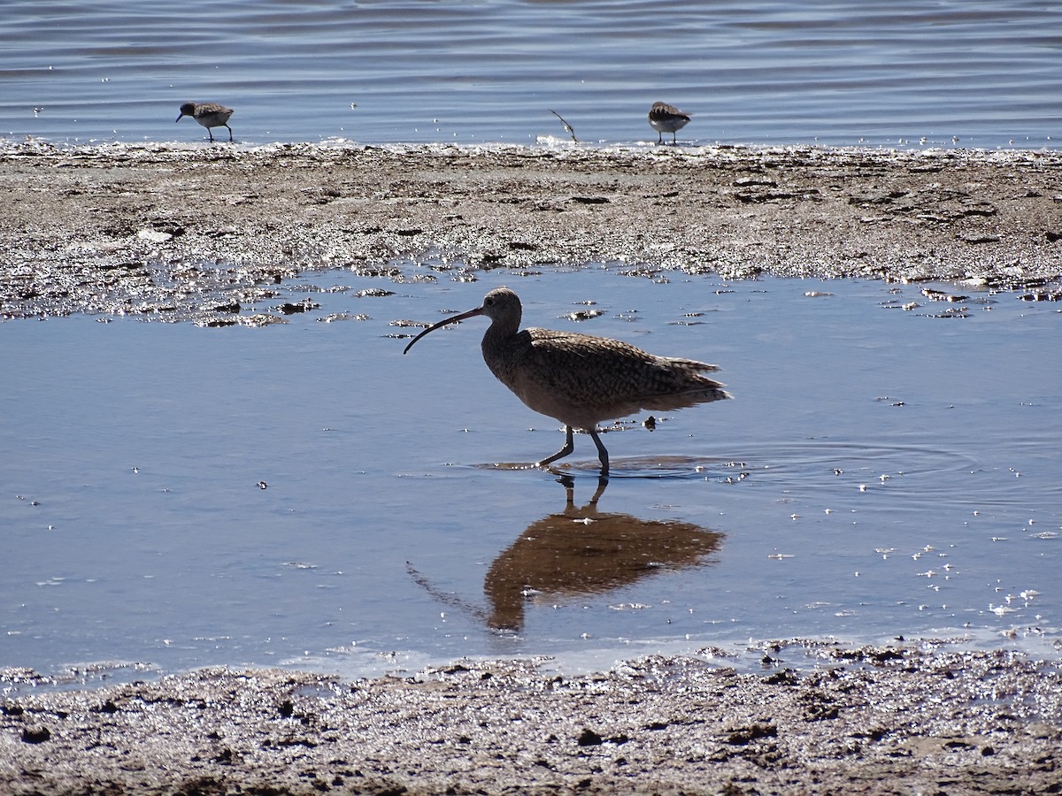 Long-billed Curlew - ML615621221
