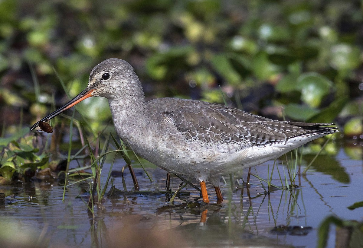 Spotted Redshank - ML615621642