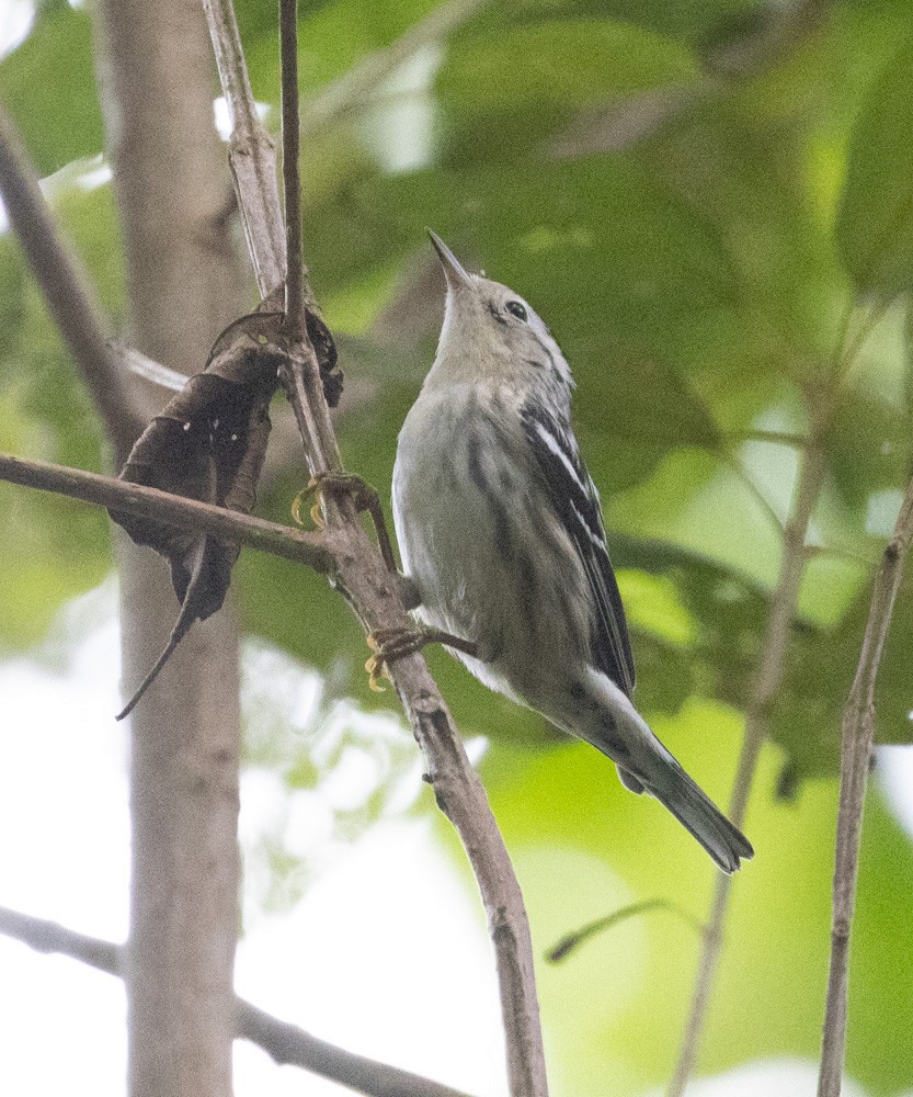 Black-and-white Warbler - Lindy Fung