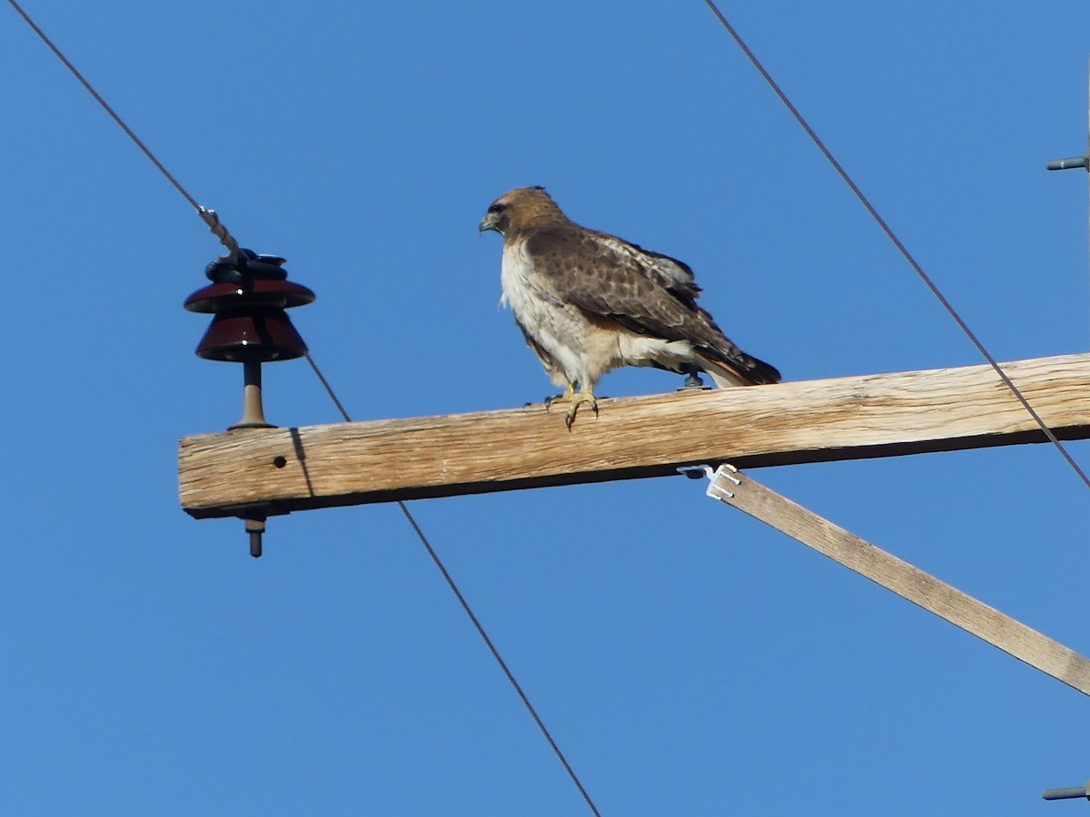 Red-tailed Hawk - ML615621942