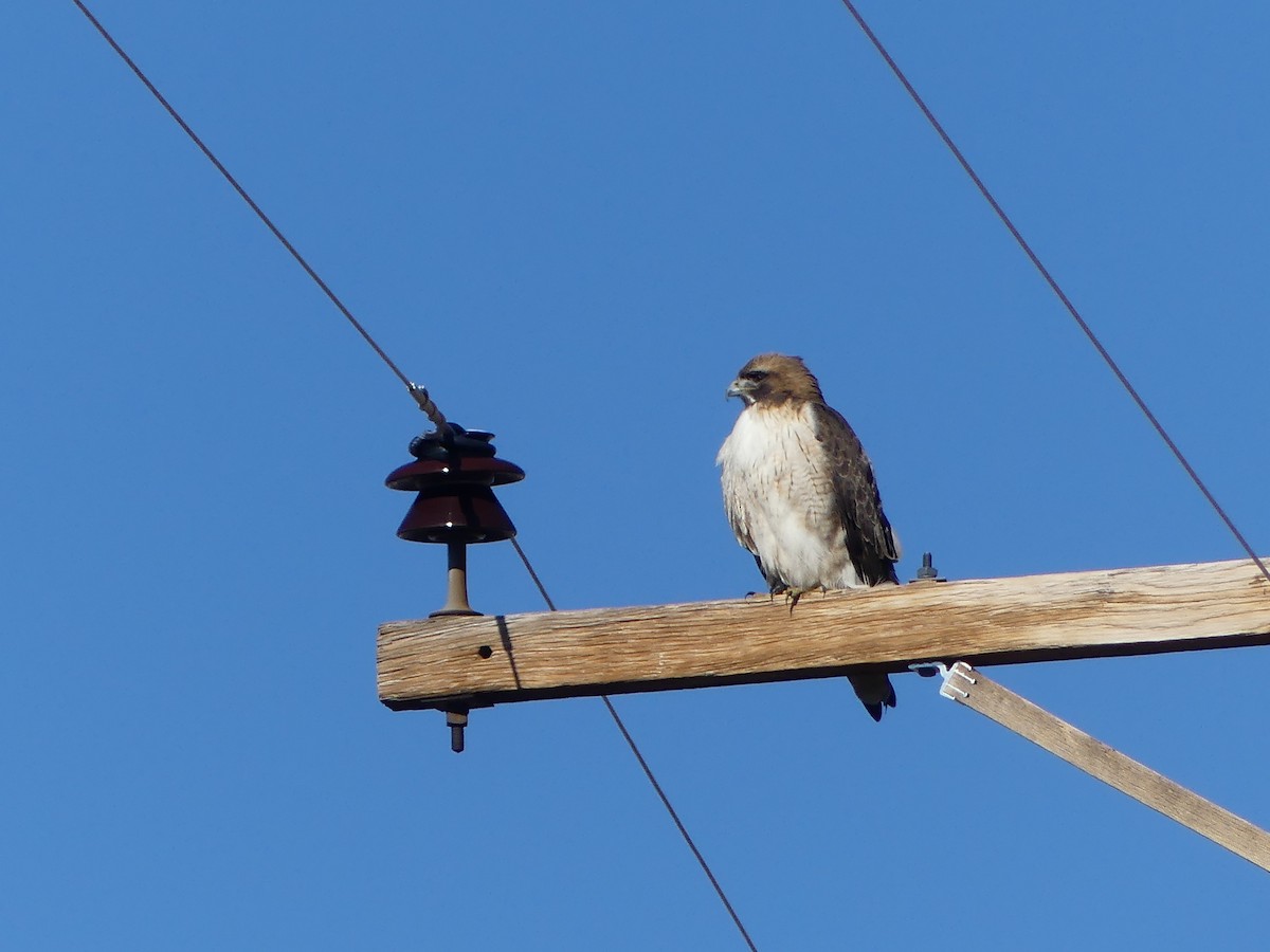 Red-tailed Hawk - ML615621943