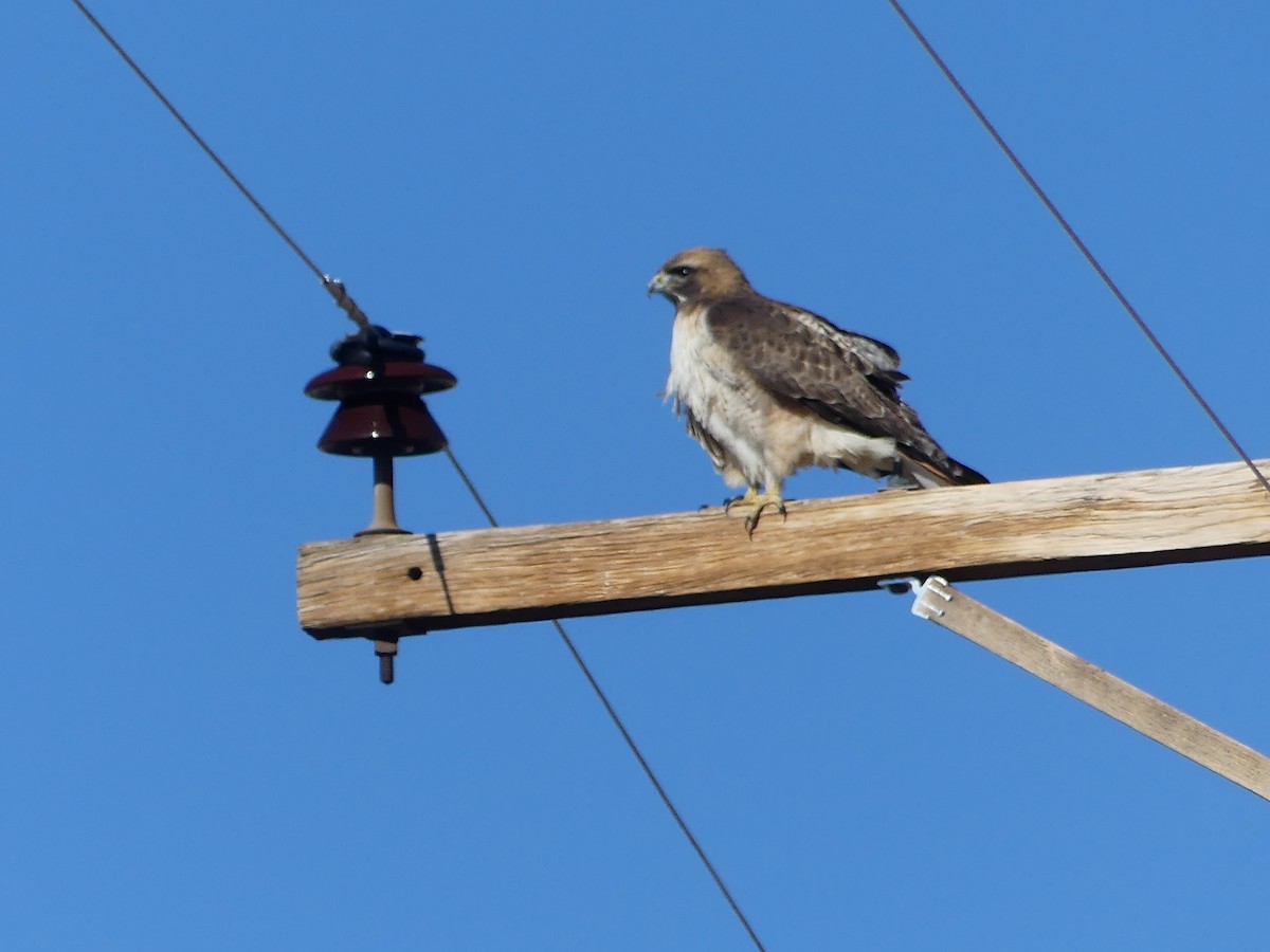 Red-tailed Hawk - ML615621944