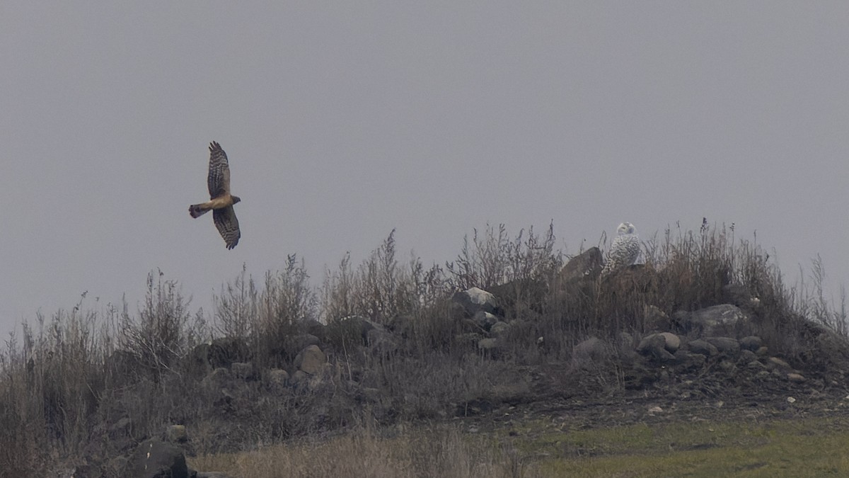 Northern Harrier - Ali Kasperzak