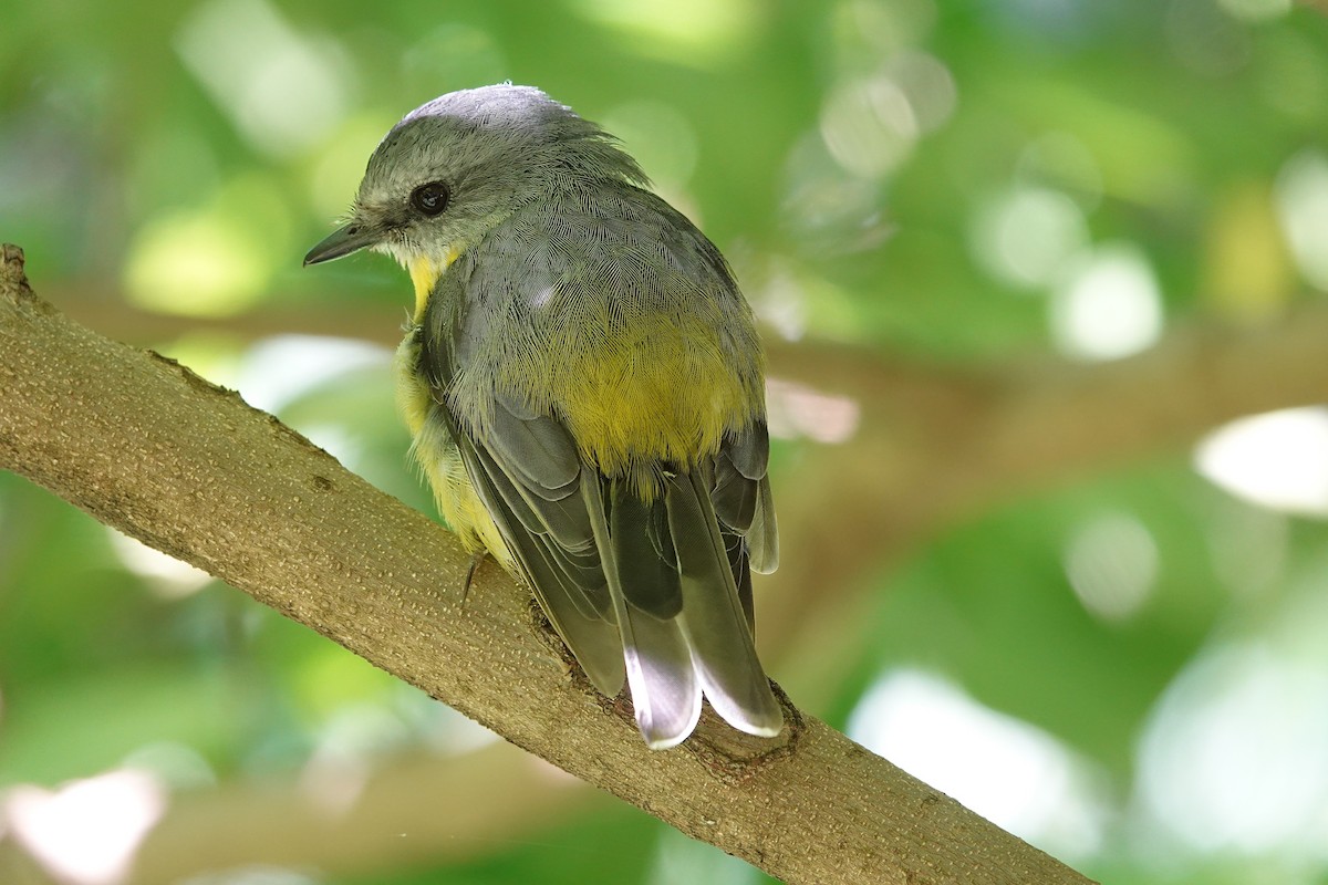 eBird Australia Checklist - 4 Mar 2024 - Australian National Botanic ...