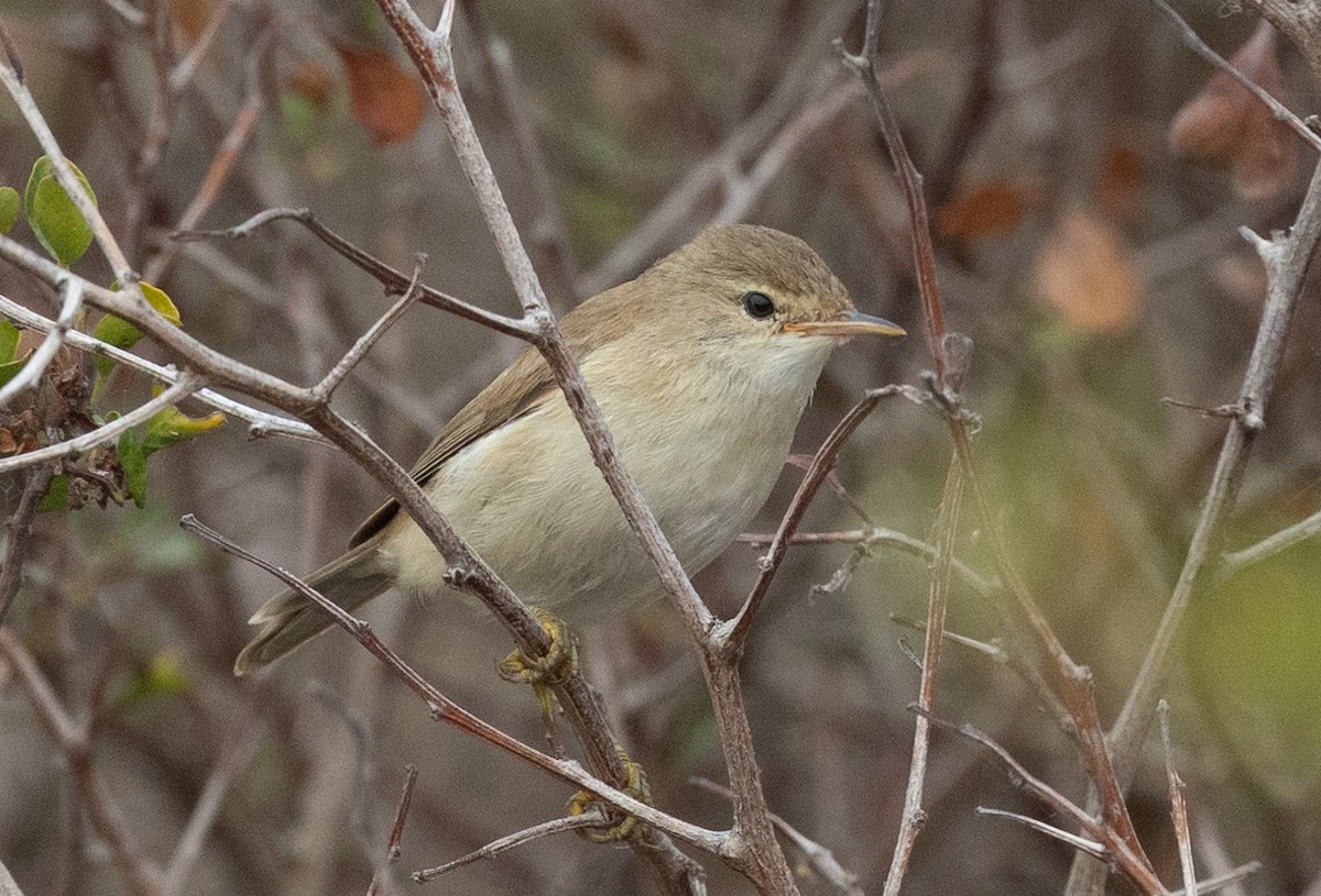 Common Reed Warbler (African) - ML615622061