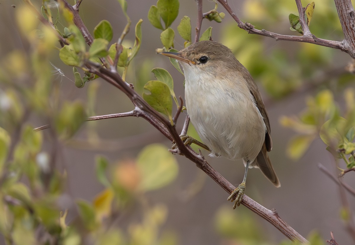 Common Reed Warbler (African) - ML615622062