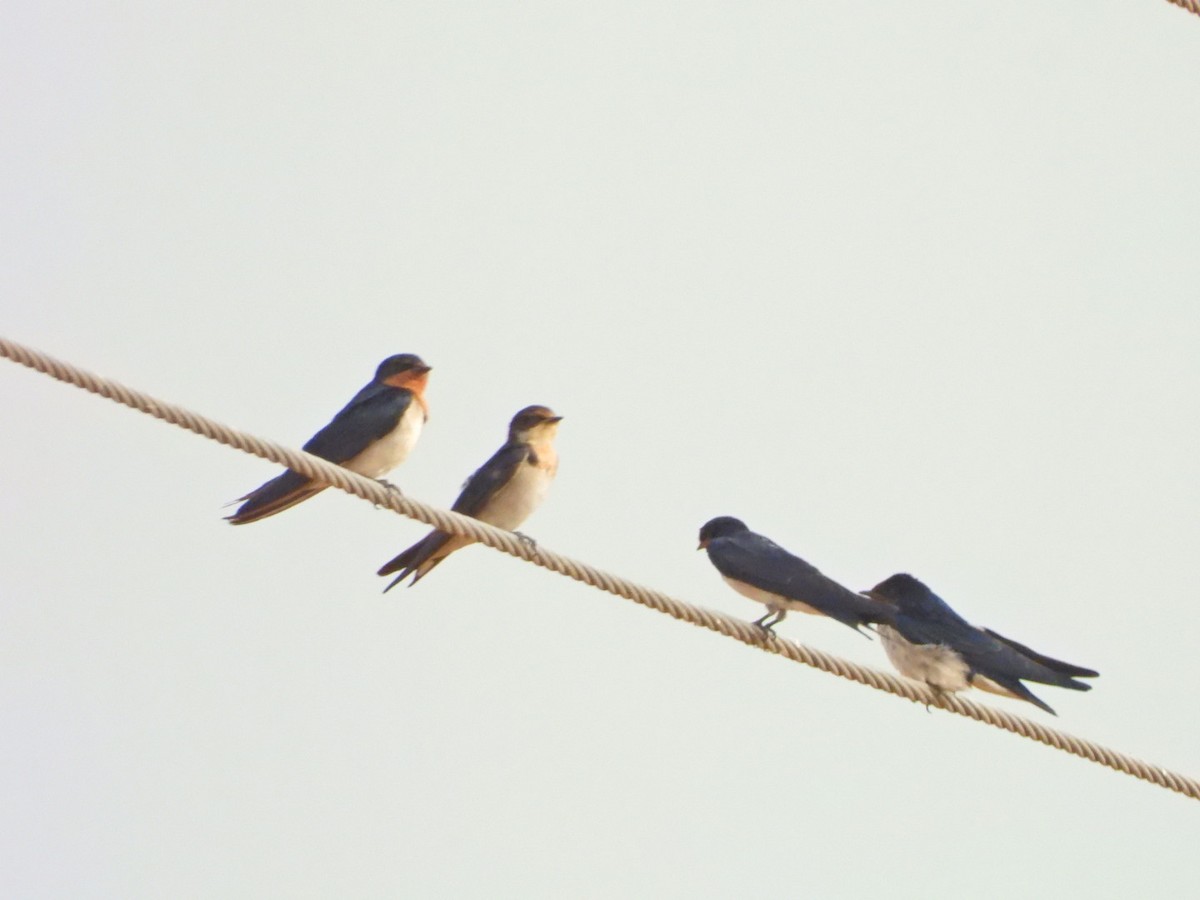 Red-chested Swallow - ML615622183