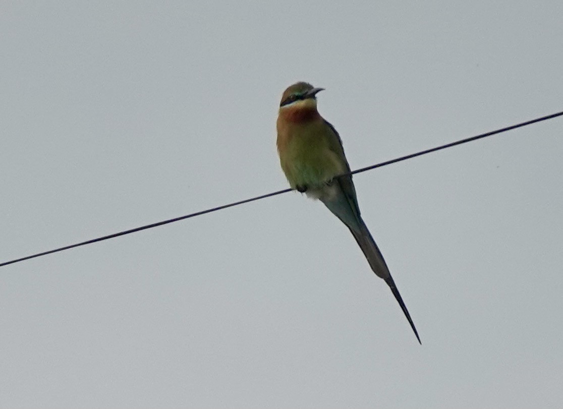 Blue-tailed Bee-eater - ML615622190