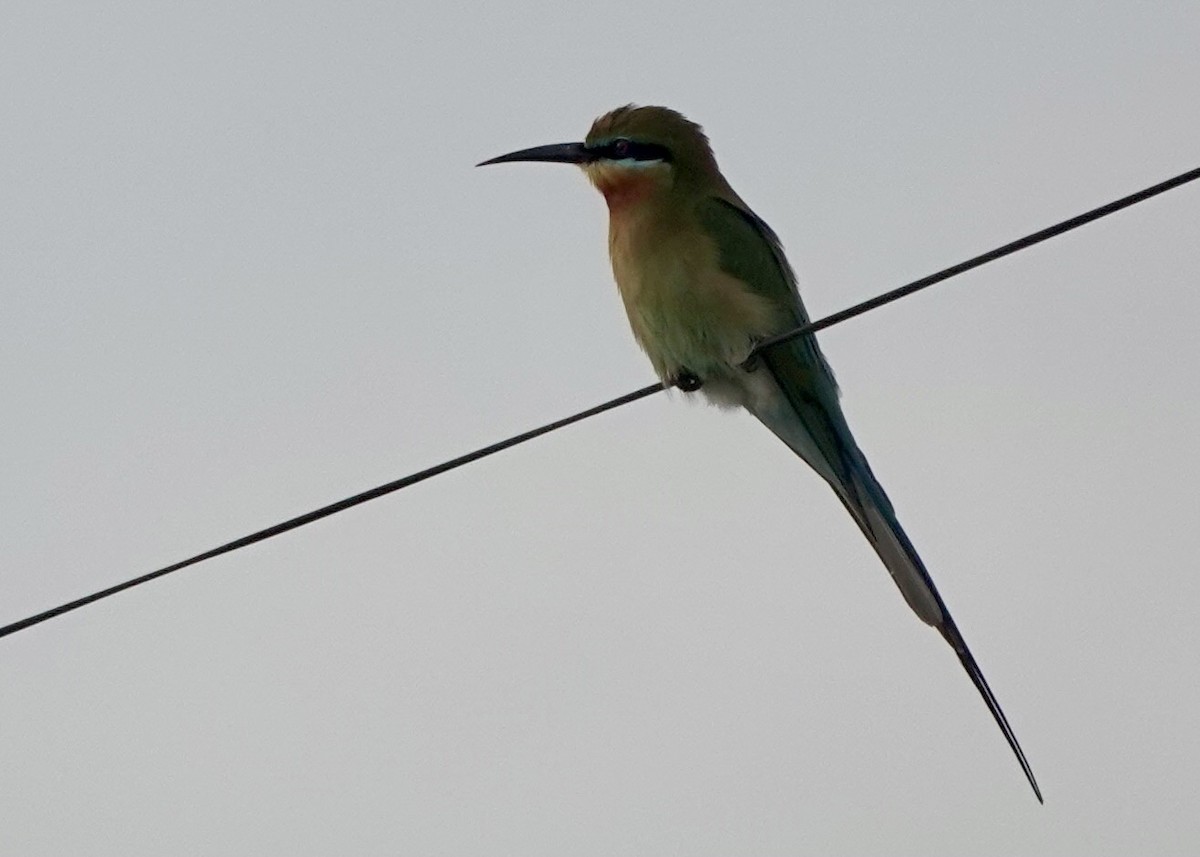 Blue-tailed Bee-eater - ML615622191