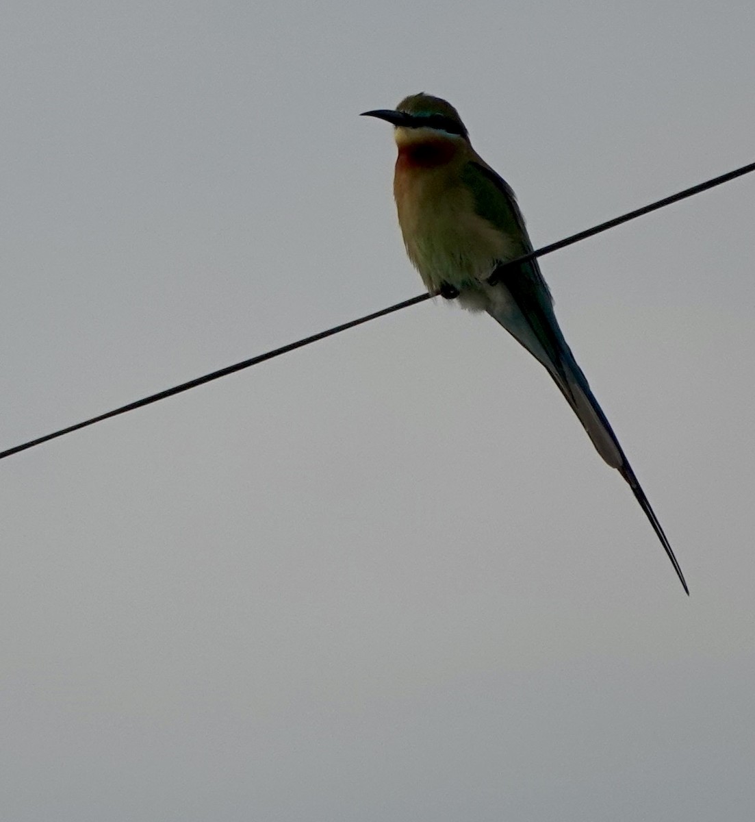 Blue-tailed Bee-eater - ML615622193