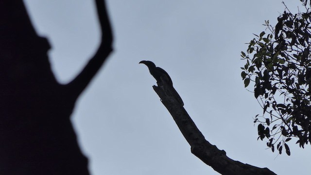 Malabar Gray Hornbill - ML615622311
