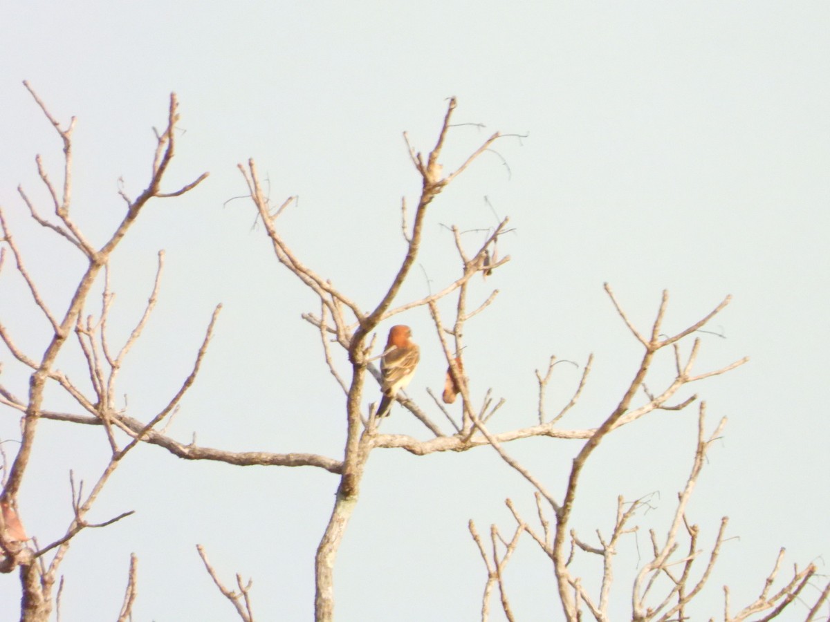 Woodchat Shrike (Western) - ML615622418