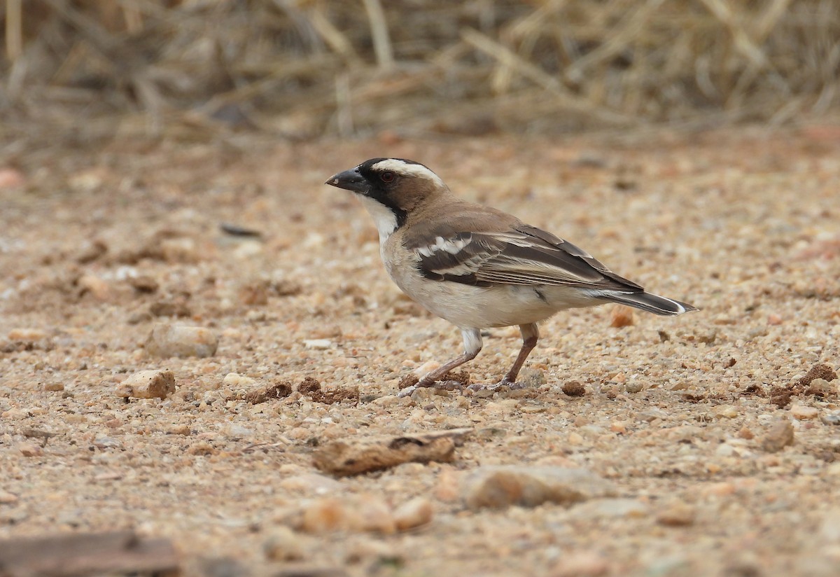 White-browed Sparrow-Weaver - ML615622573