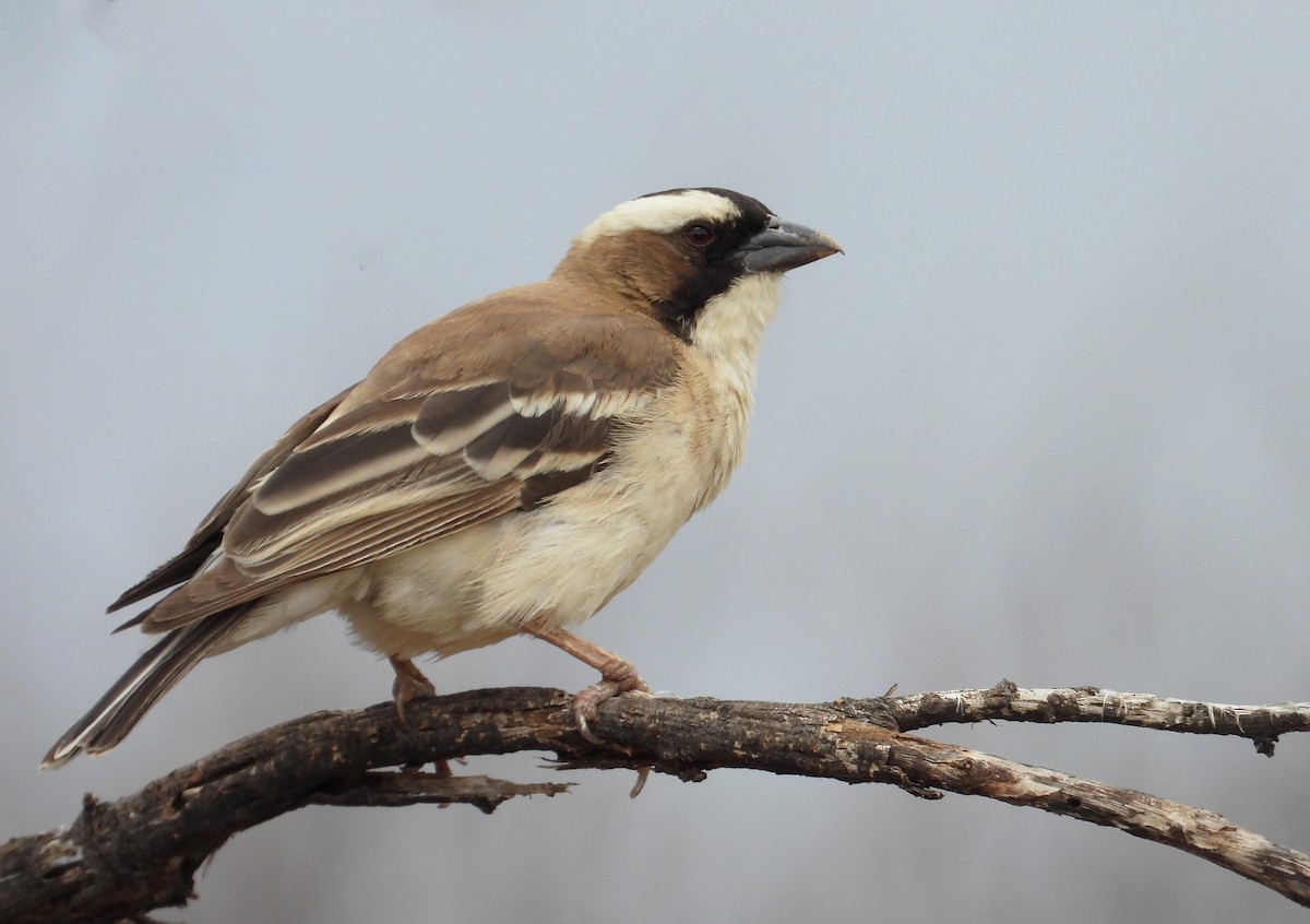 White-browed Sparrow-Weaver - ML615622639