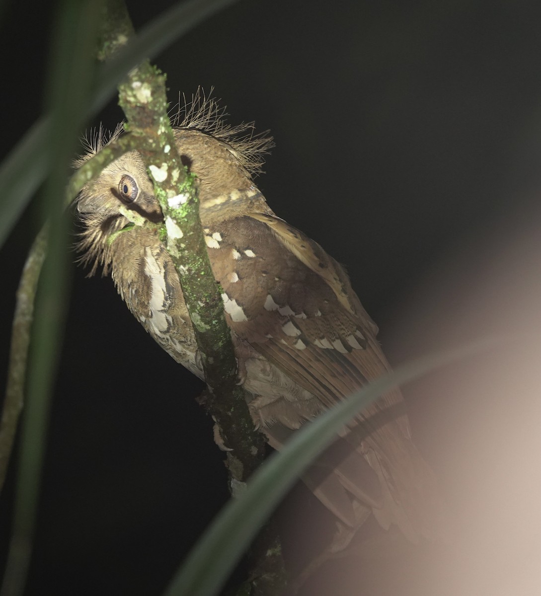 Philippine Frogmouth - ML615622739