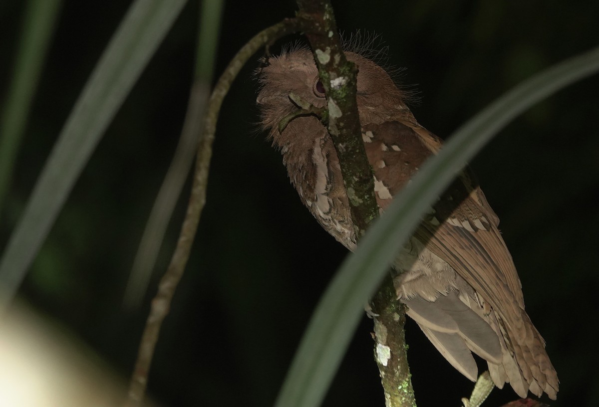Philippine Frogmouth - ML615622740