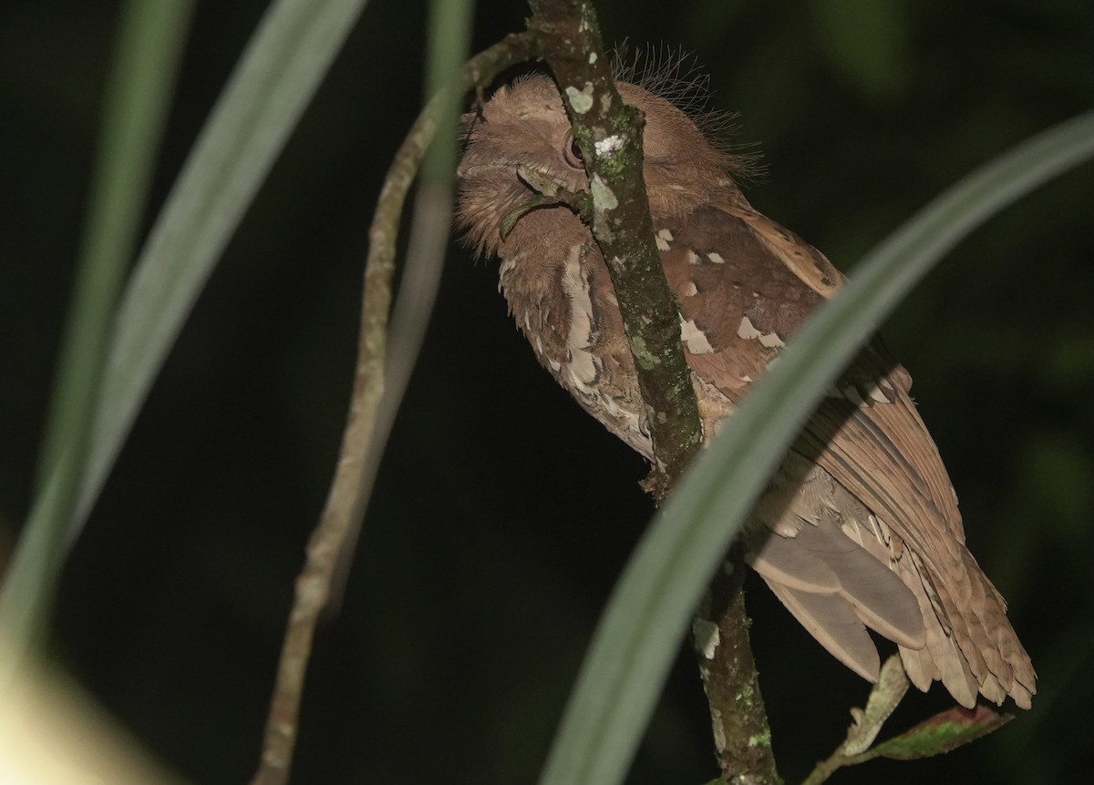 Philippine Frogmouth - ML615622741