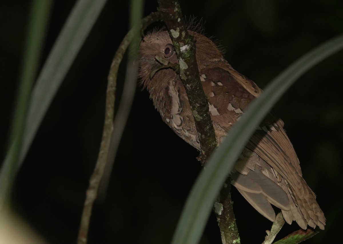 Philippine Frogmouth - ML615622742