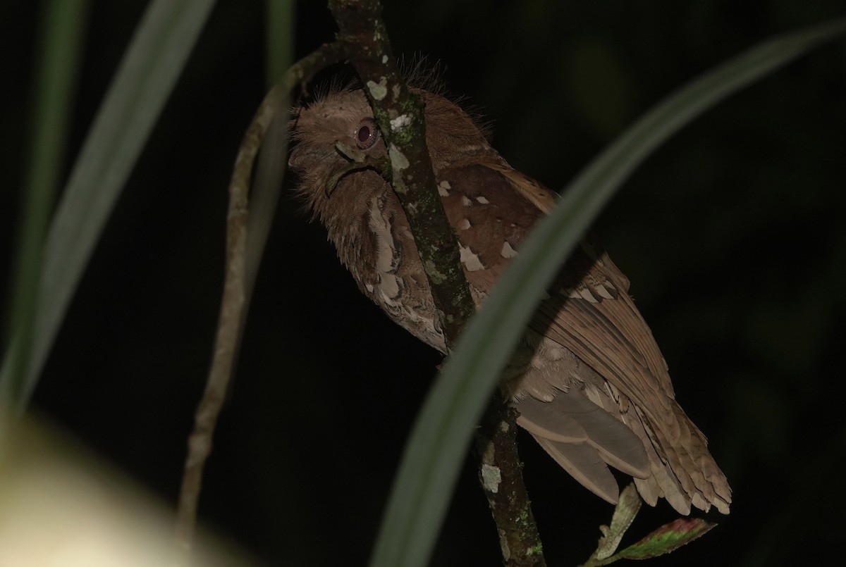 Philippine Frogmouth - ML615622744