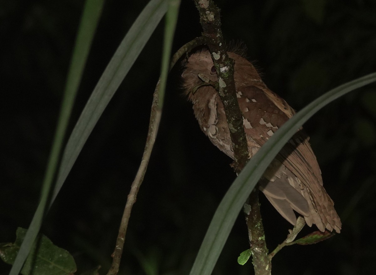 Philippine Frogmouth - Martin Kennewell