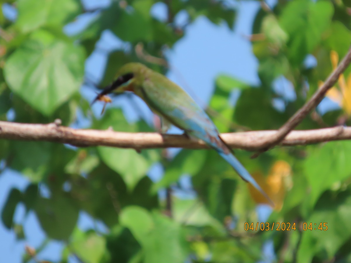 Blue-tailed Bee-eater - ML615622843