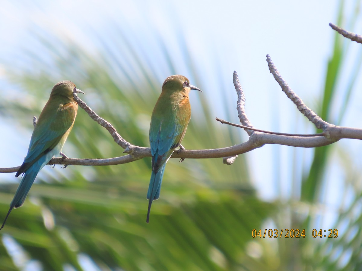 Blue-tailed Bee-eater - ML615622845