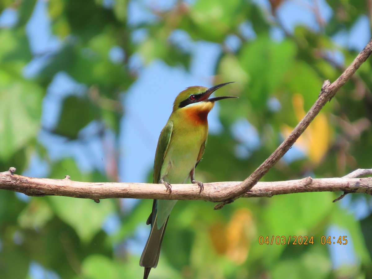 Blue-tailed Bee-eater - ML615622846