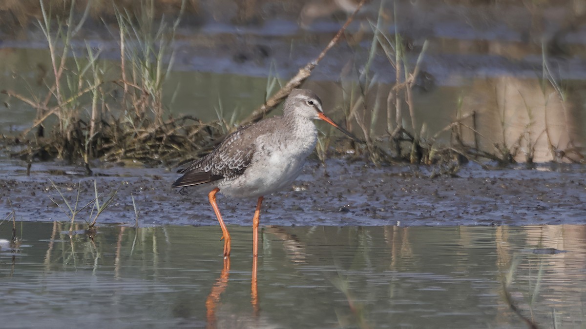 Spotted Redshank - ML615623043