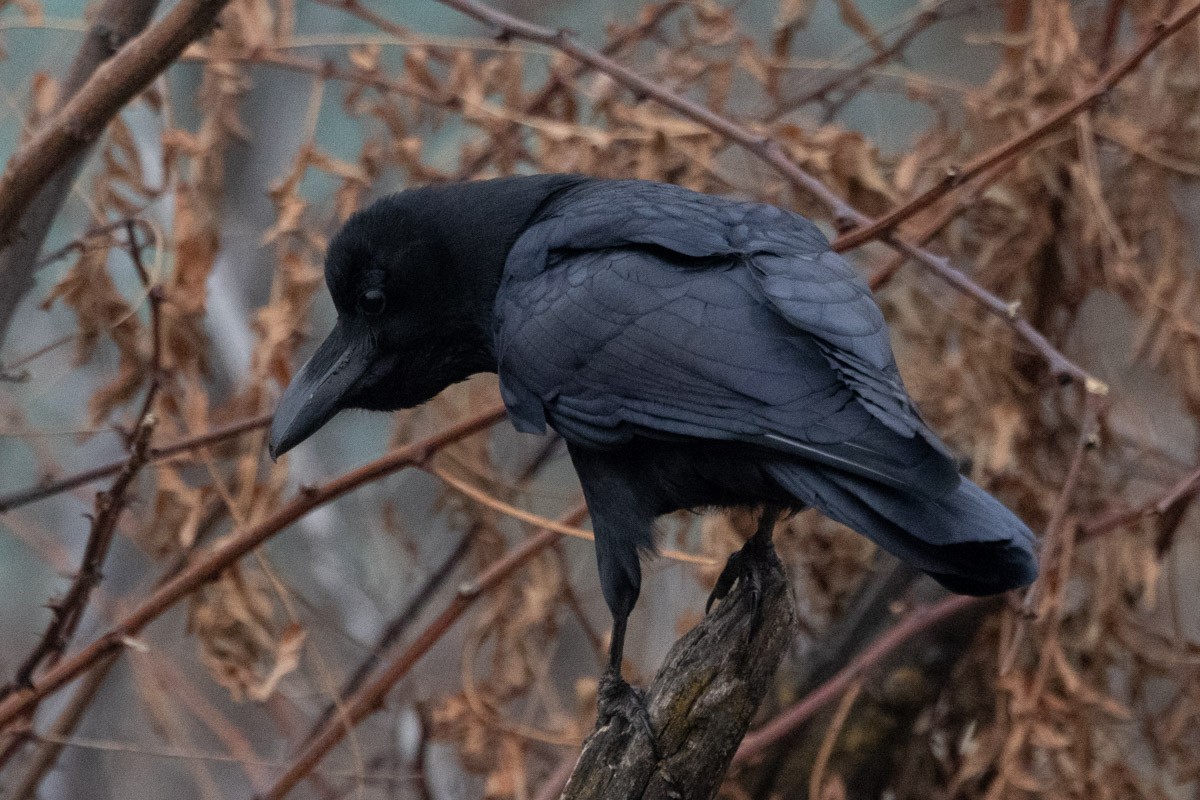 Large-billed Crow - ML615623088