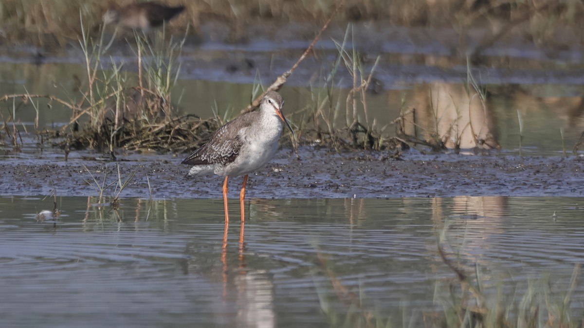 Spotted Redshank - ML615623095