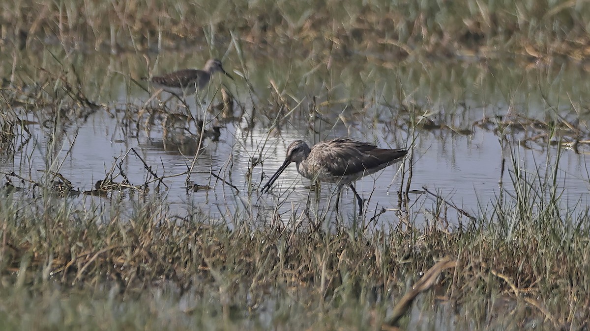 Asian Dowitcher - ML615623160