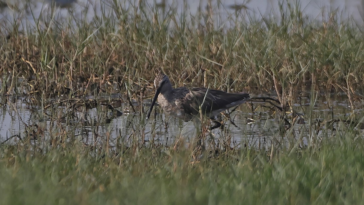 Asian Dowitcher - ML615623183
