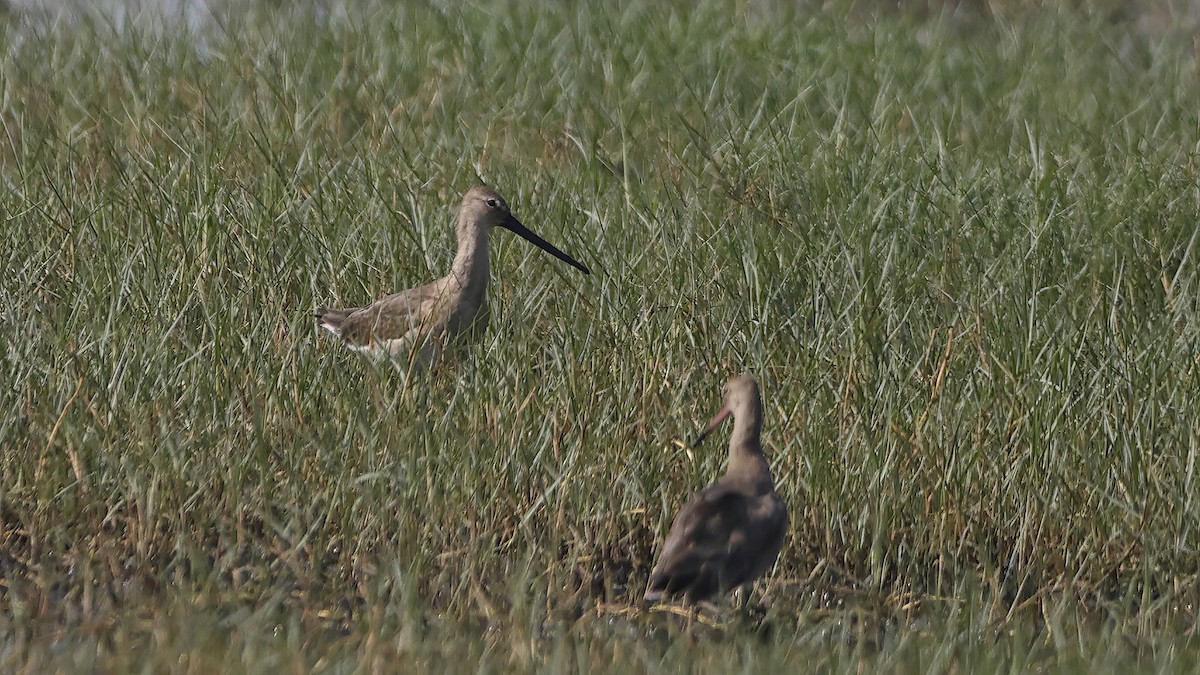Asian Dowitcher - ML615623197