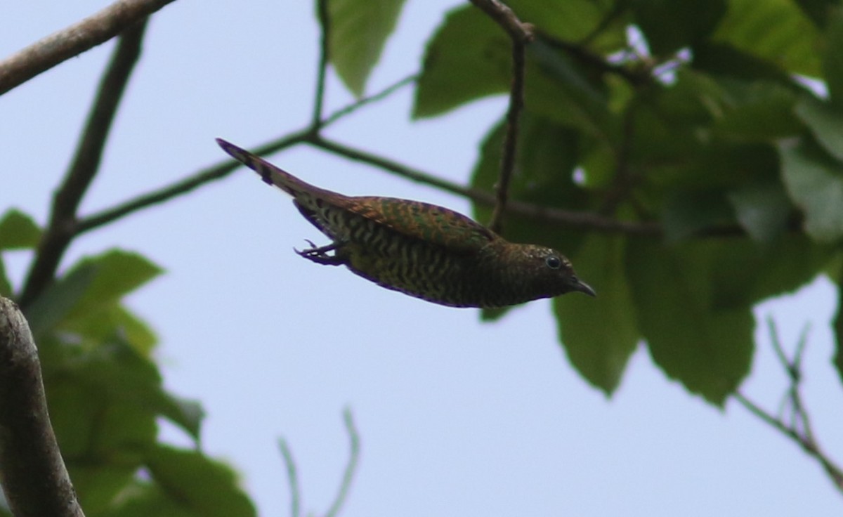 African Emerald Cuckoo - Peter Alfrey