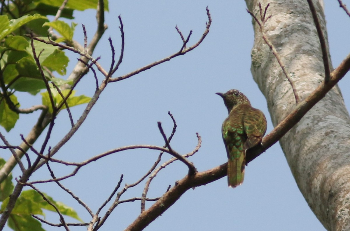 African Emerald Cuckoo - ML615623211
