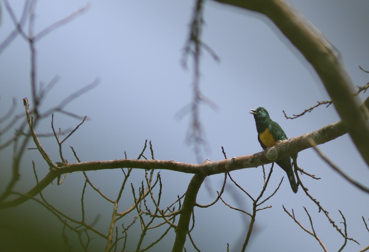 African Emerald Cuckoo - Peter Alfrey