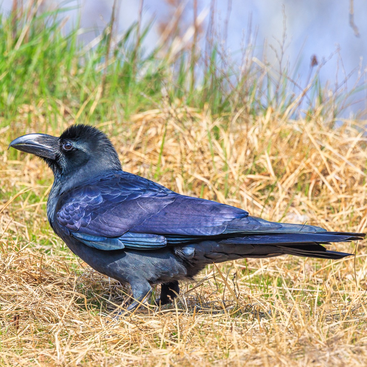 Large-billed Crow - ML615623223