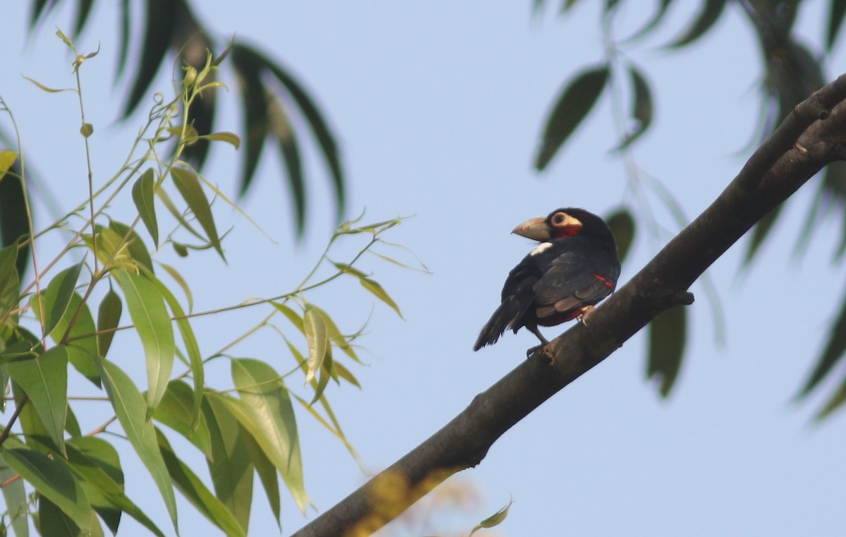 Double-toothed Barbet - ML615623261