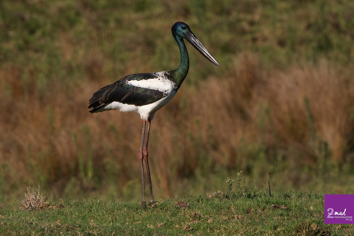 Black-necked Stork - ML615623354