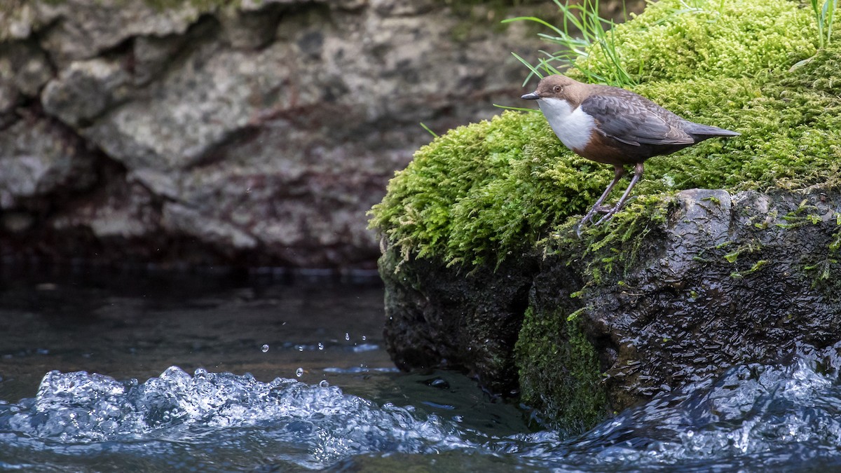 White-throated Dipper - Milan Martic